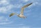Royal tern, binomial name Thalasseus maximus, flying in a blue sky with white clouds over Chokoloskee Bay in Florida.
