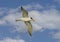 Royal tern, binomial name Thalasseus maximus, flying in a blue sky with white clouds over Chokoloskee Bay in Florida.