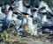 Royal tern with chick