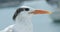 Royal tern close-up