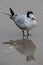 Royal Tern on Daytona Beach Florida