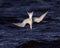 Royal Tern dives against a blue water background