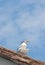 Royal tern with fish hook in chest, standing on roof of a tropical pier