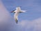 Royal Tern in flight in a blue sky with clouds