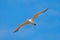 Royal Tern in flight, Thallaseus maximus, white bird with black cap, blue sky with white clouds in background, Costa rica. Wildlif