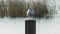 Royal tern flying away from a post