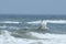 Royal tern flying over the ocean