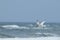 Royal tern flying over the ocean