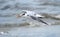 Royal Tern flying over ocean waves on Hilton Head Island Beach, South Carolina