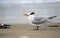 Royal Tern on Hilton Head Island Beach, South Carolina