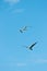 Royal tern and osprey hawk flipping over tropical waters