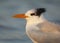 Royal Tern portrait