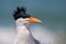 Royal tern portrait, Venice Beach, Florida