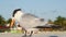 The royal tern. Scientific name: Thalasseus maximus, Sterna maxima.