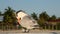 The royal tern. Scientific name: Thalasseus maximus, Sterna maxima.