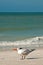 Royal tern standing on shoreline of tropical beach