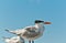 Royal tern standing on wood piling and facing the wind