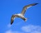 Royal Tern (Thalasseus maximus)