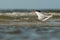 Royal tern (Thalasseus maximus).