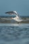 Royal tern (Thalasseus maximus).