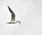 The royal tern Thalasseus maximus flying