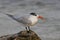 Royal Tern (Thalasseus maximus maximus)