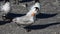 Royal Tern, Thalasseus maximus, preening