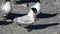 Royal Tern, Thalasseus maximus, preening on the beach