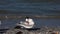 Royal Tern, Thalasseus maximus, on the shore