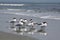 Royal Terns at Beach