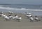 Royal Terns on Beach