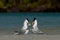 Royal terns exhibiting feeding and mating behaviors on sandbar.