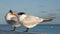 The royal terns. Scientific name: Thalasseus maximus, Sterna maxima. Winter plumage.