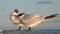 The royal terns. Scientific name: Thalasseus maximus, Sterna maxima. Winter plumage.