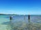 Royal Terns standing on a post or beach buoy in turquoise augas of the caribbean sea. Idyllic landscape of birds and tropical