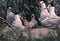 Royal terns (sterna maxima)