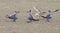 Royal terns (Sterna maxima) displaying with a fish. Galveston, Texas, USA