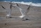 Royal Terns taking flight from the beach