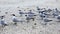 Royal Terns, Thalasseus maximus, on the beach