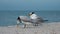 Royal Terns (Thalasseus maximus) preening on a beach.