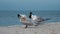Royal Terns (Thalasseus maximus) preening on a beach.