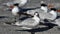 Royal Terns, Thalasseus maximus, on the shore