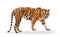 Royal tiger P. t. corbetti isolated on white background clipping path included
