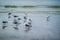 A Royal Turn Bird and Great Great Black-backed Gulls in Fort Myers, Florida