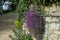 Royal Violet plant. Stone wall & handrail.