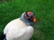 Royal vulture close-up. Multicolored brightly colored unusual predatory bird Sarcoramphus on a background of green grass