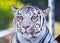 Royal White Bengal Tiger Looking
