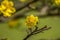 Royalty high quality free stock image of Ochna flower. Ochna is symbol of Vietnamese traditional lunar New Year together with peac