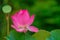 Royalty high quality free stock image of a pink lotus flower.
