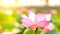 Royalty high quality free stock image of a pink lotus flower. The background is the lotus leaf and pink lotus flower and lotus